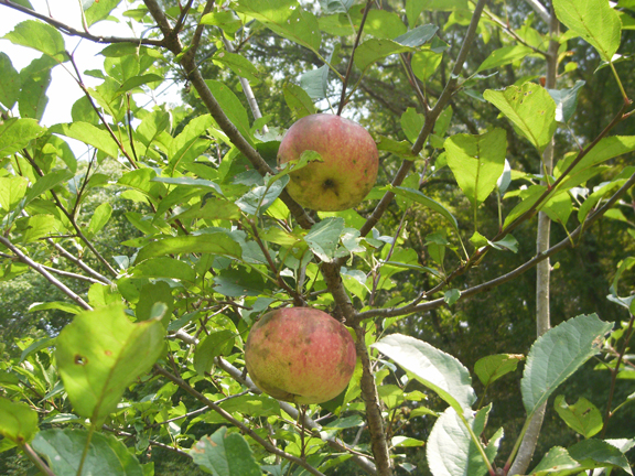 Fruit tree in east tn